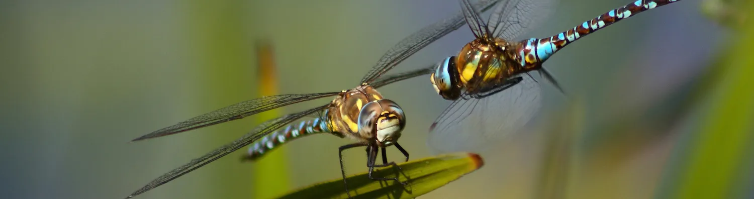 Macro
