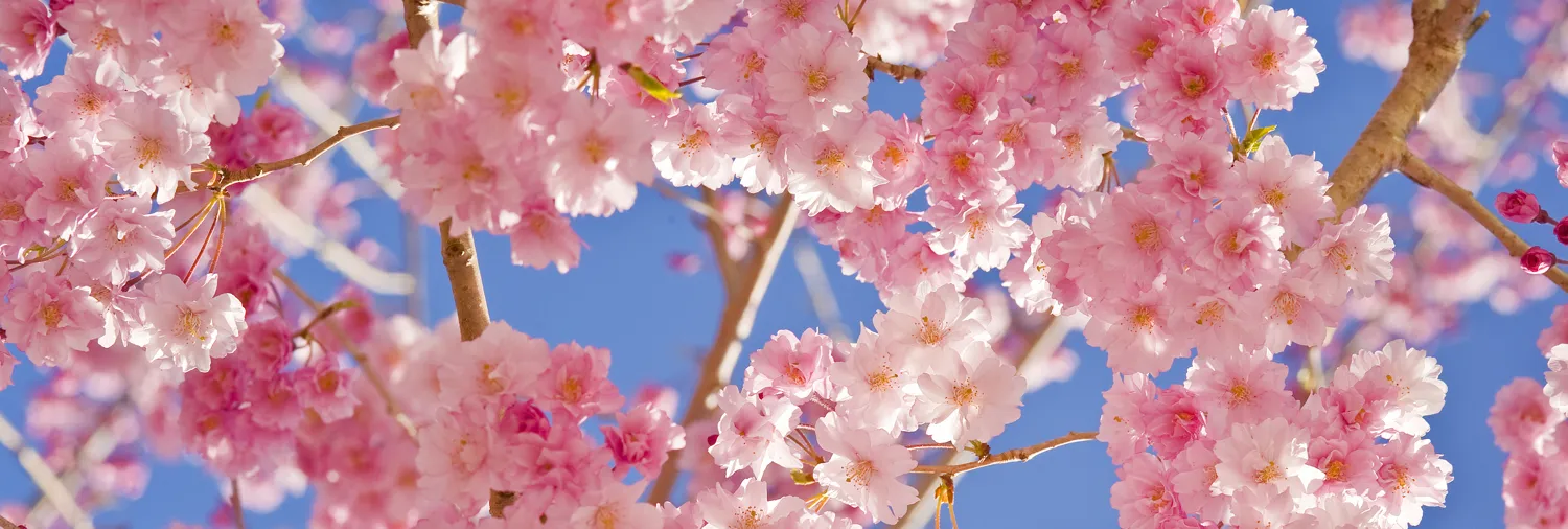Blossom