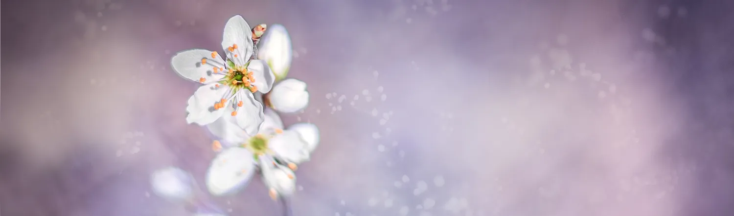 Blossom