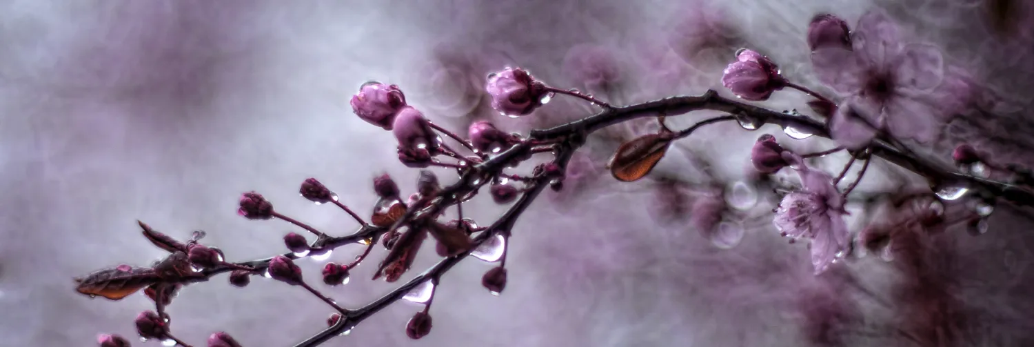 Blossom