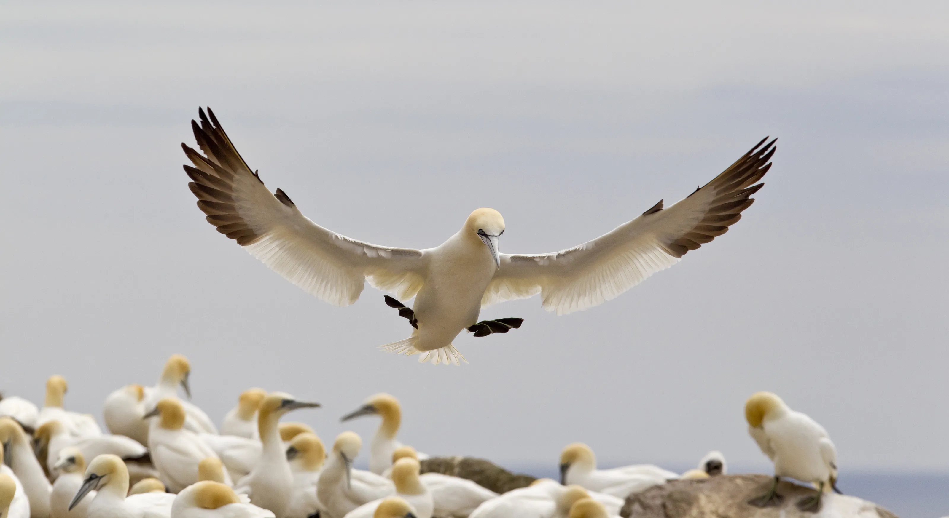 The Wonder of Flight