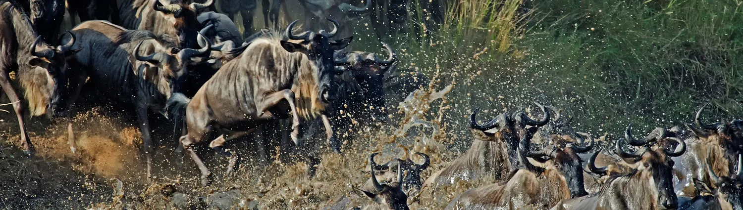 Wildlife