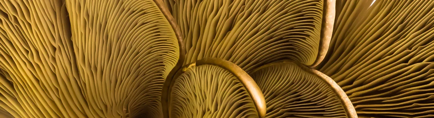 Fungi