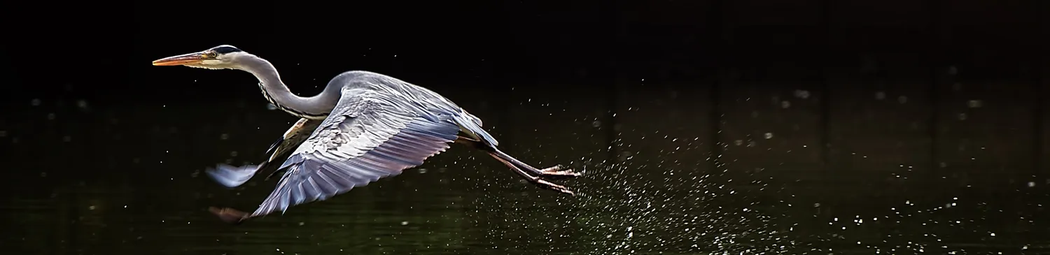 Birds in flight
