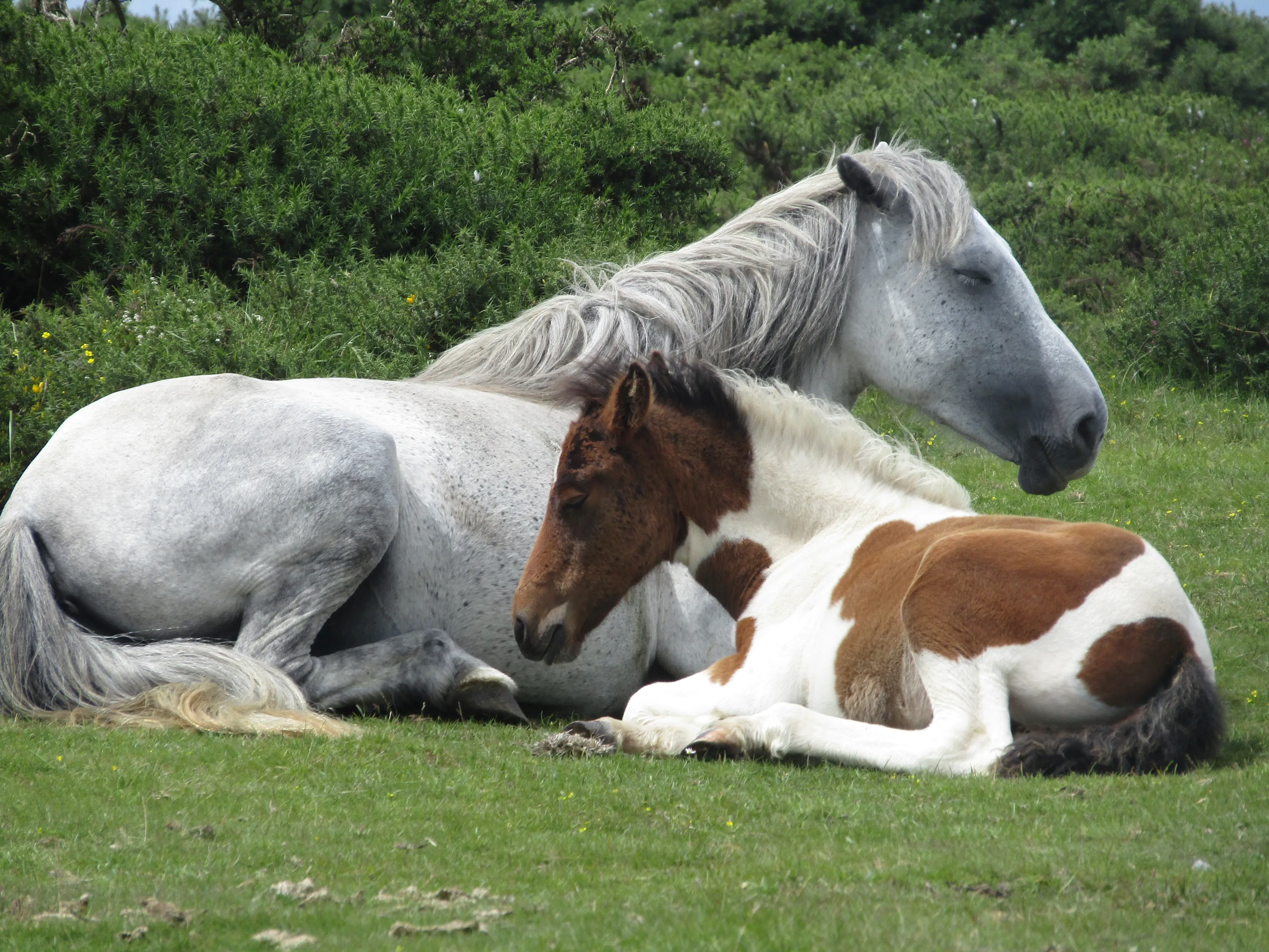 Horses and ponies