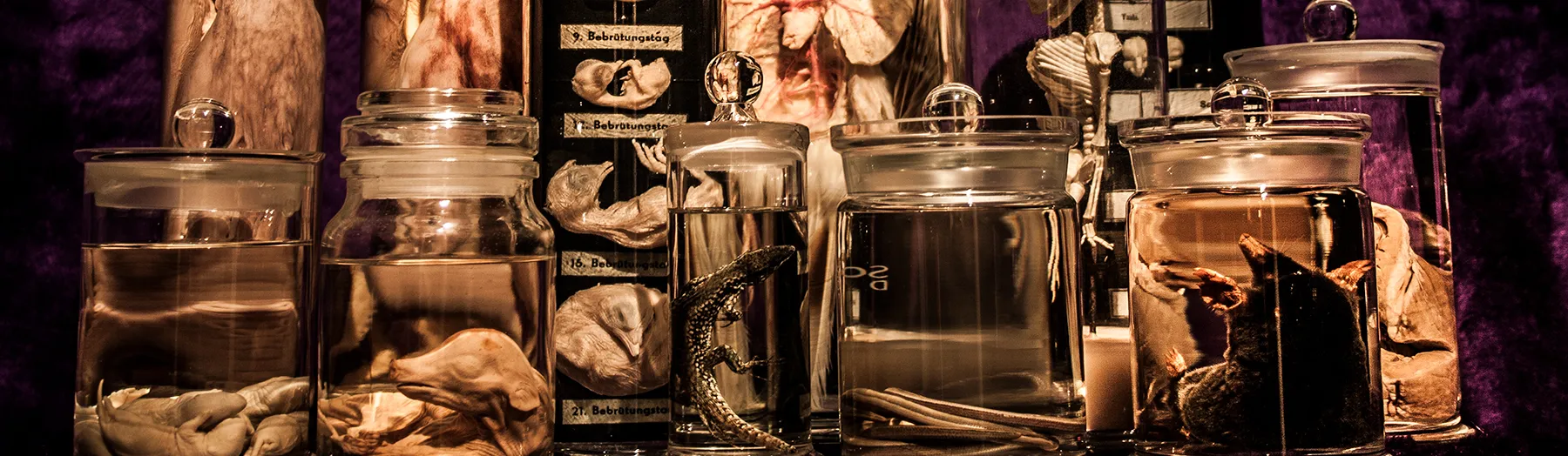 Preparations & Taxidermy