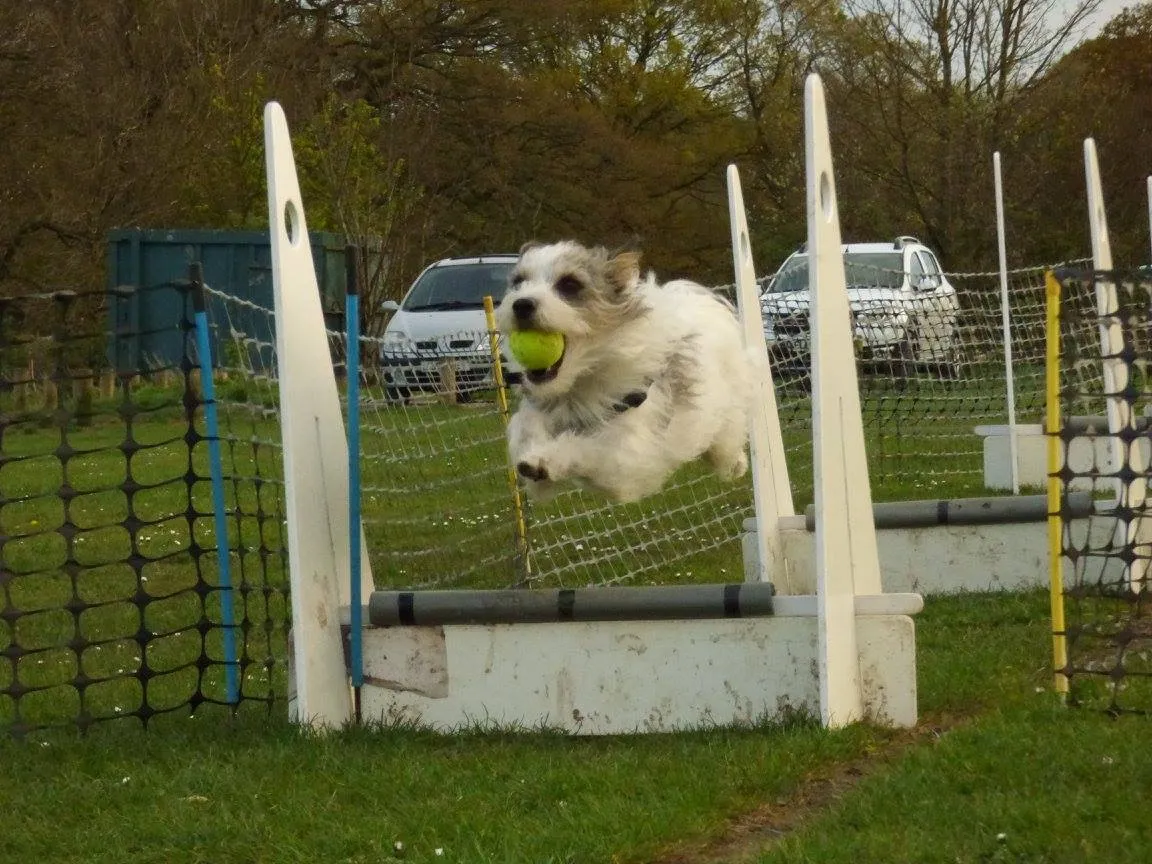 Animals in action