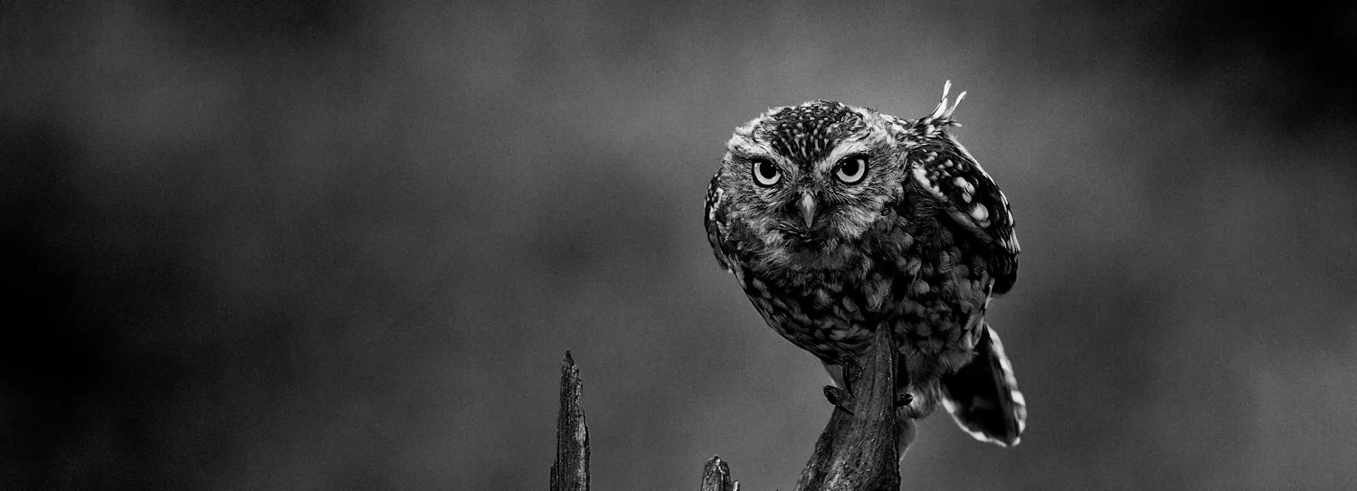 Animals in black and white