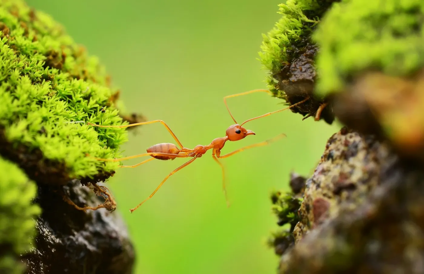 Insect personalities