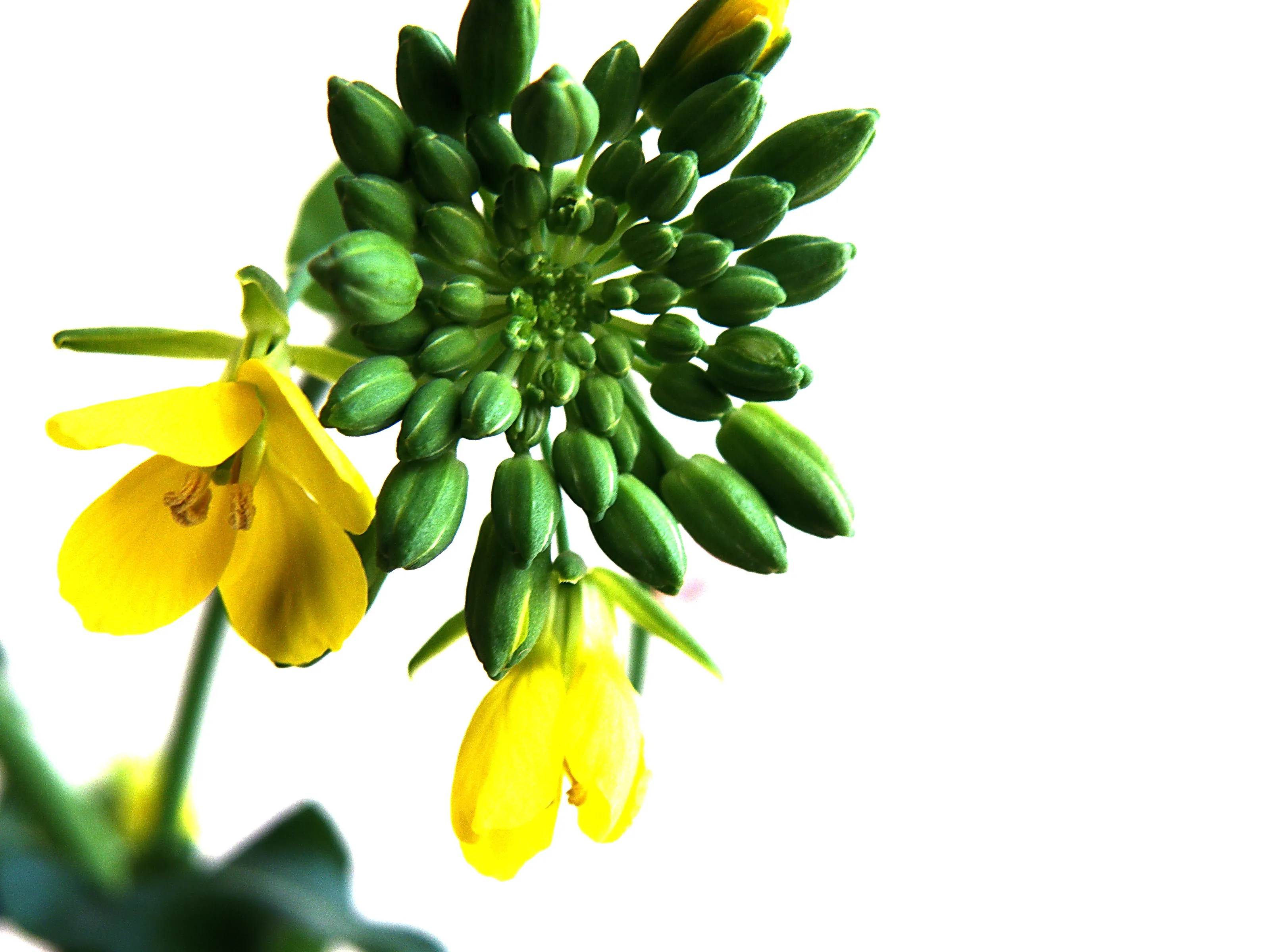 Wild flowers - modest beauties