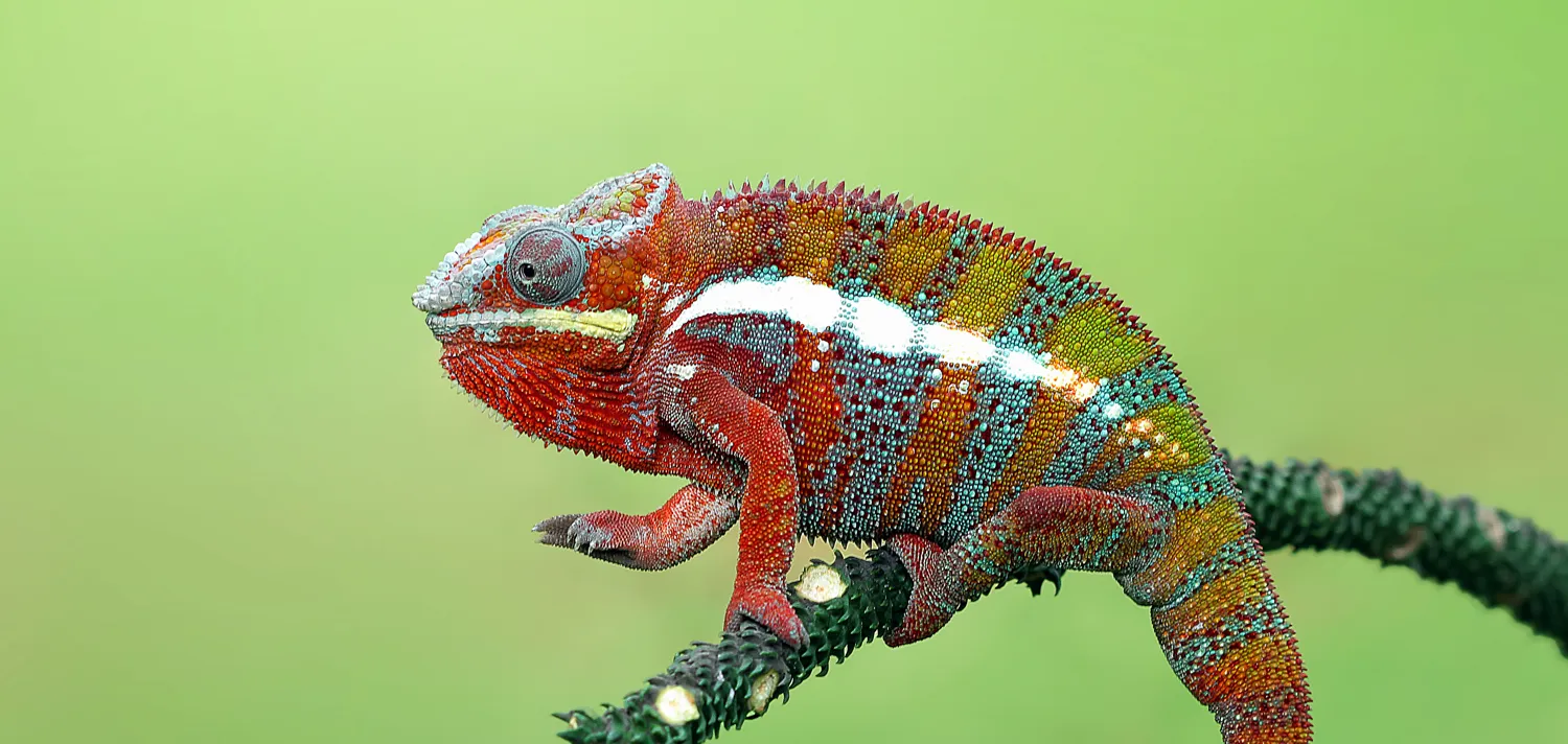 Reptiles and amphibians