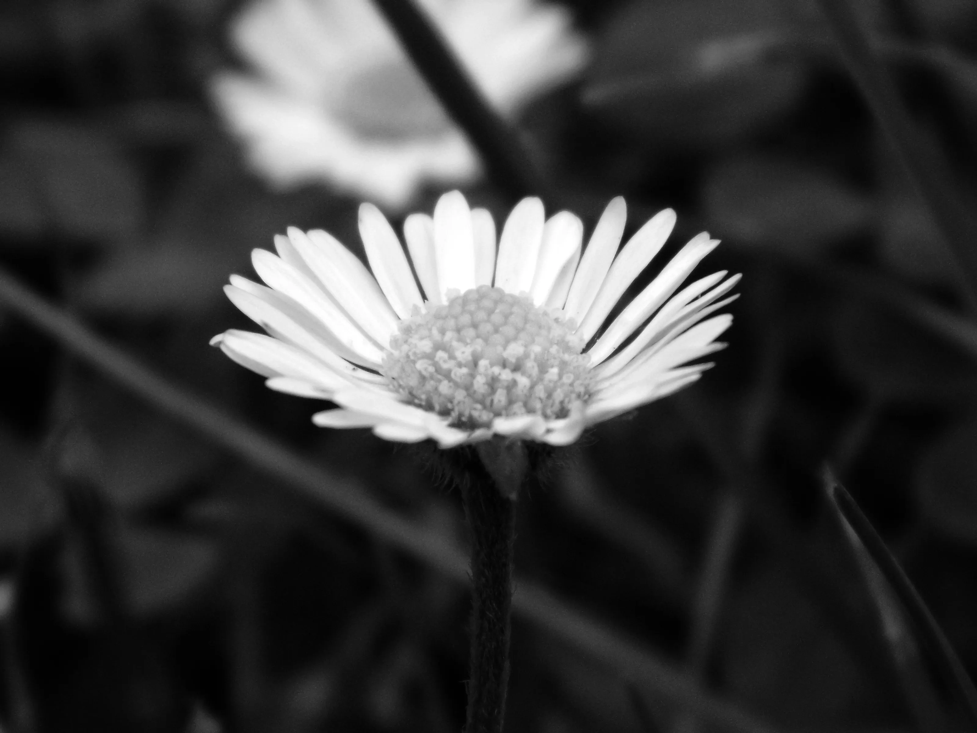 Single Subjects in Black and White