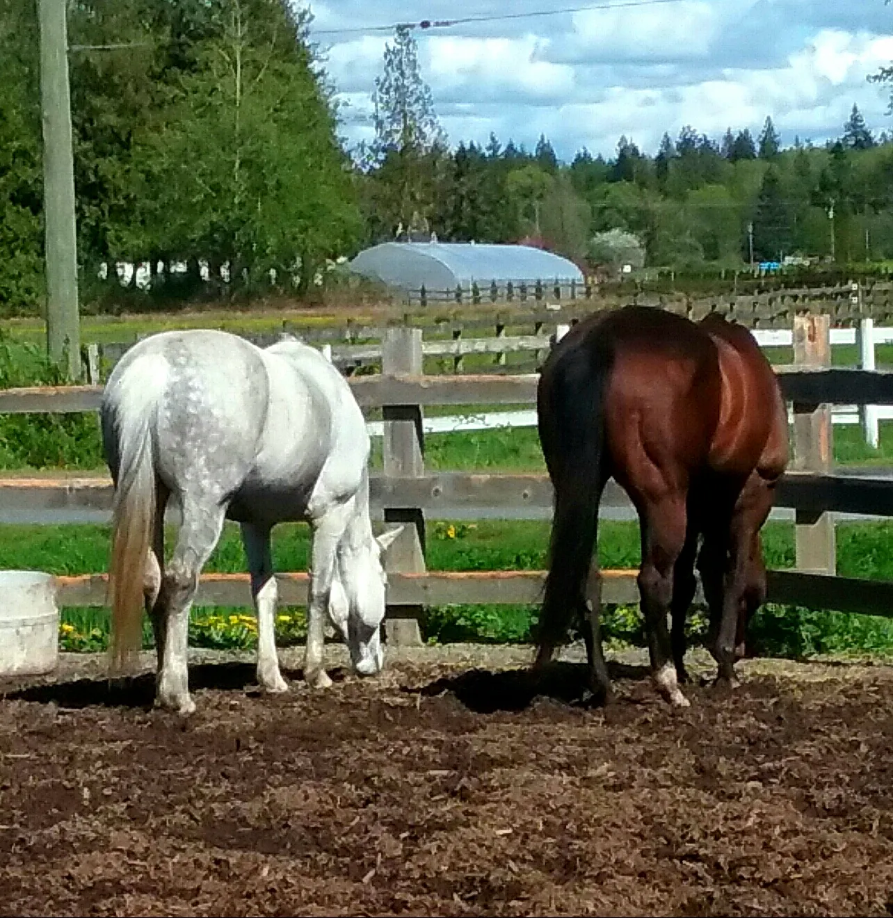 Horses and Ponies