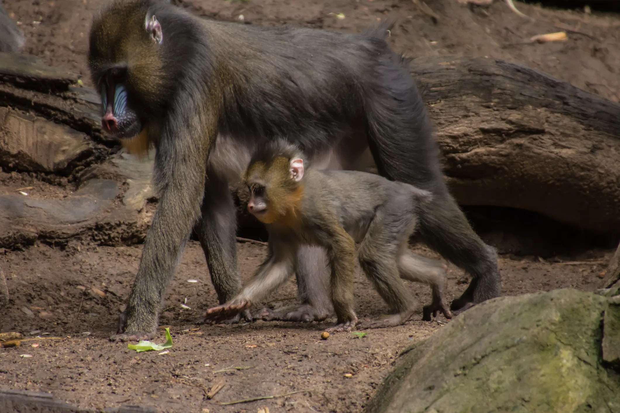 Baby Animals (no puppies and kittens)