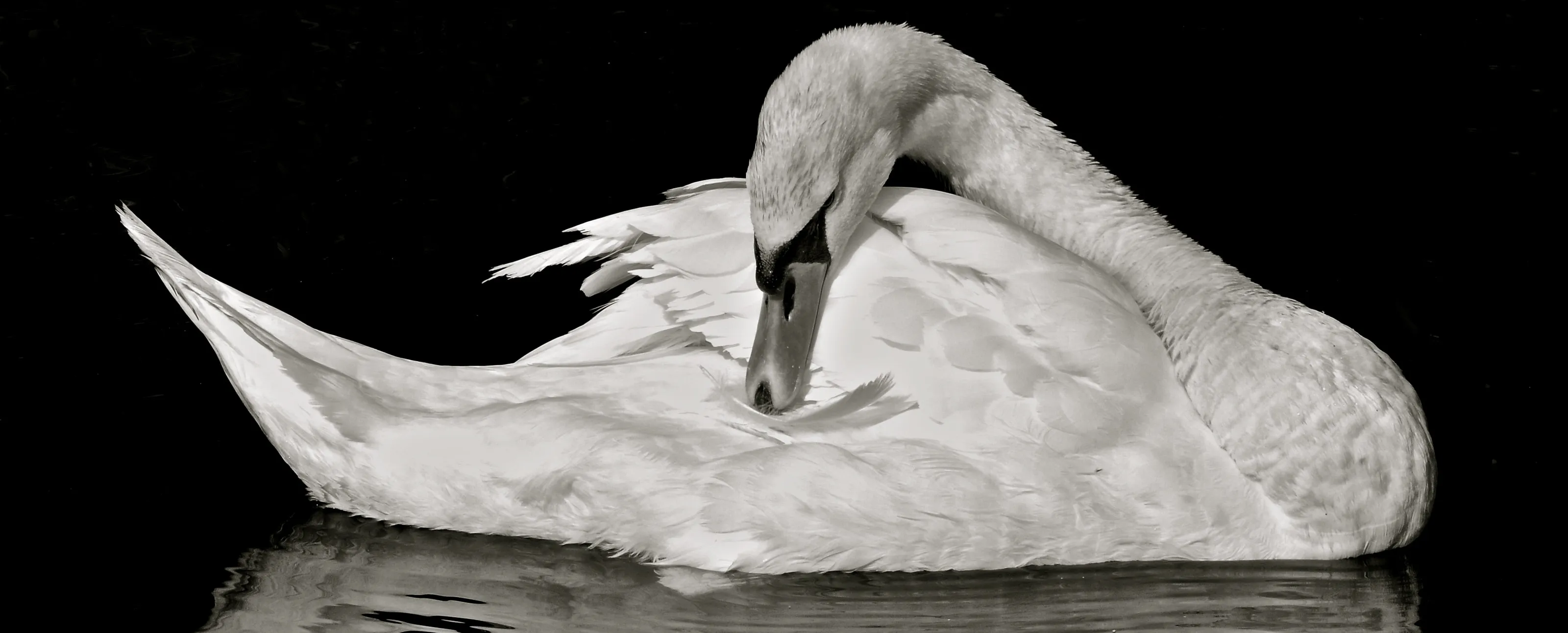 The Majestic Swan