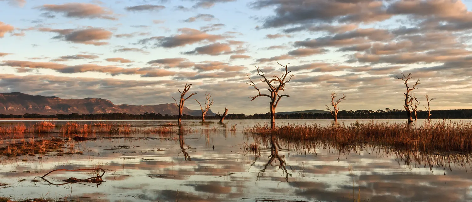Swamps and marshes