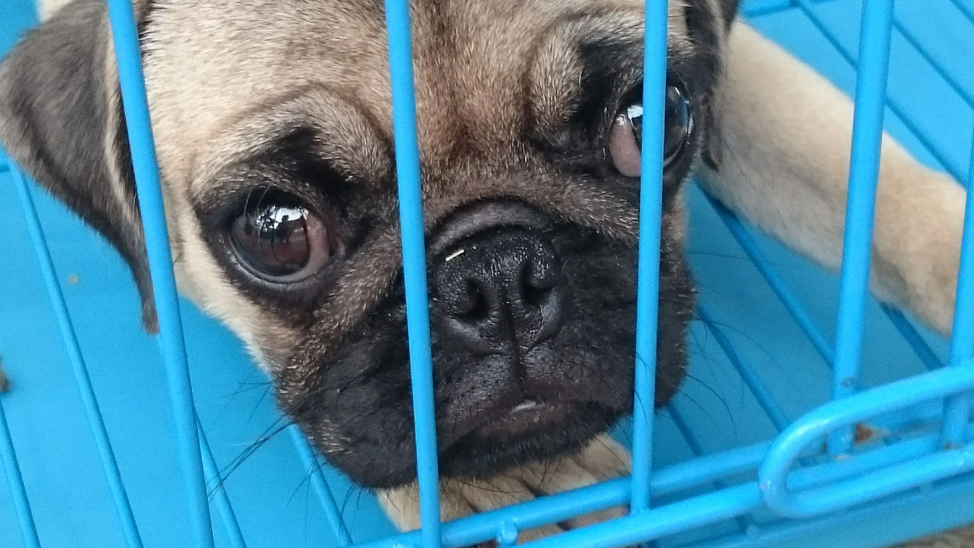 Animals in captivity