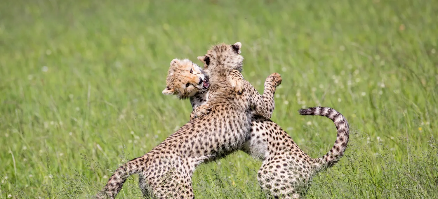 Interactions in the wild