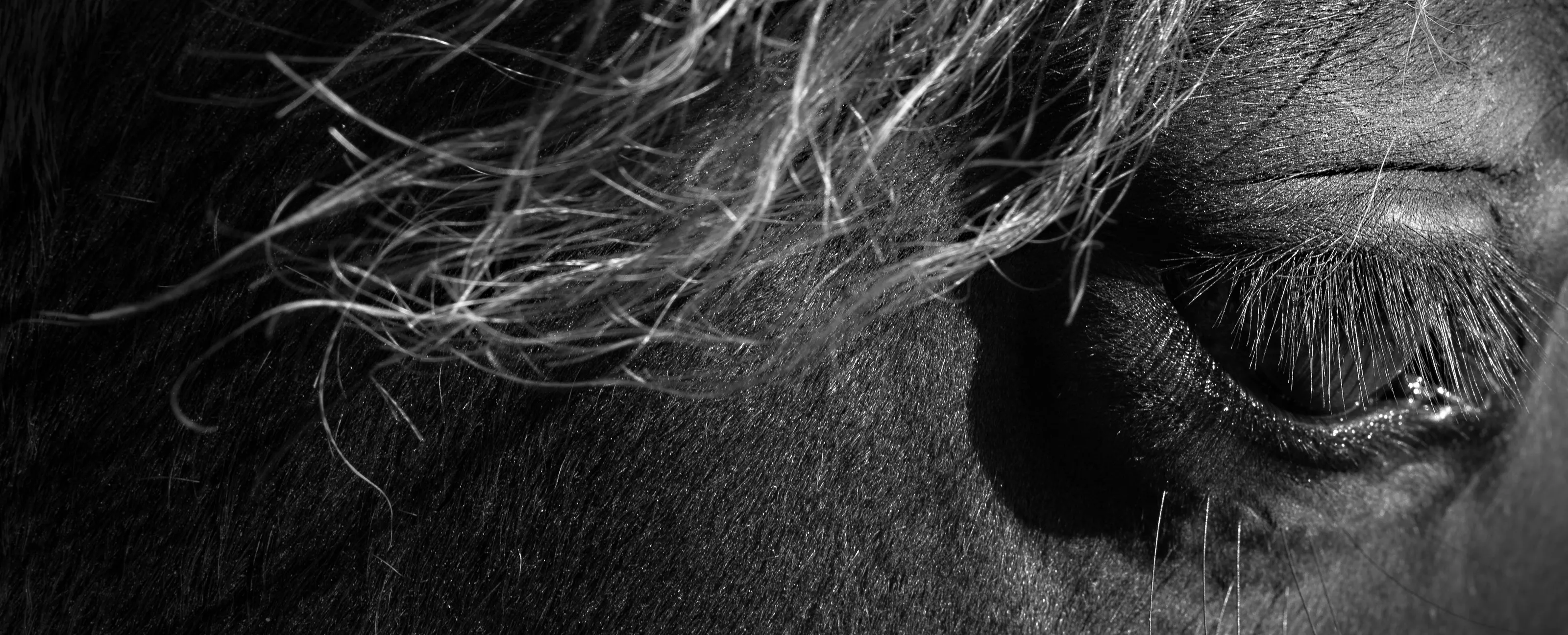 Horses