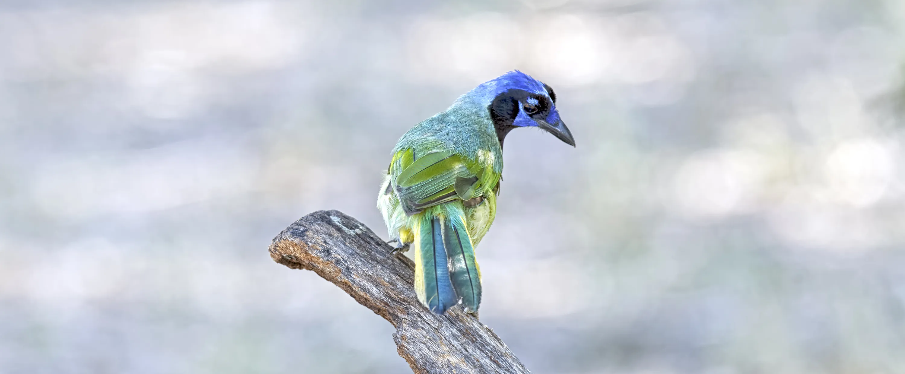 Flamboyant Birds