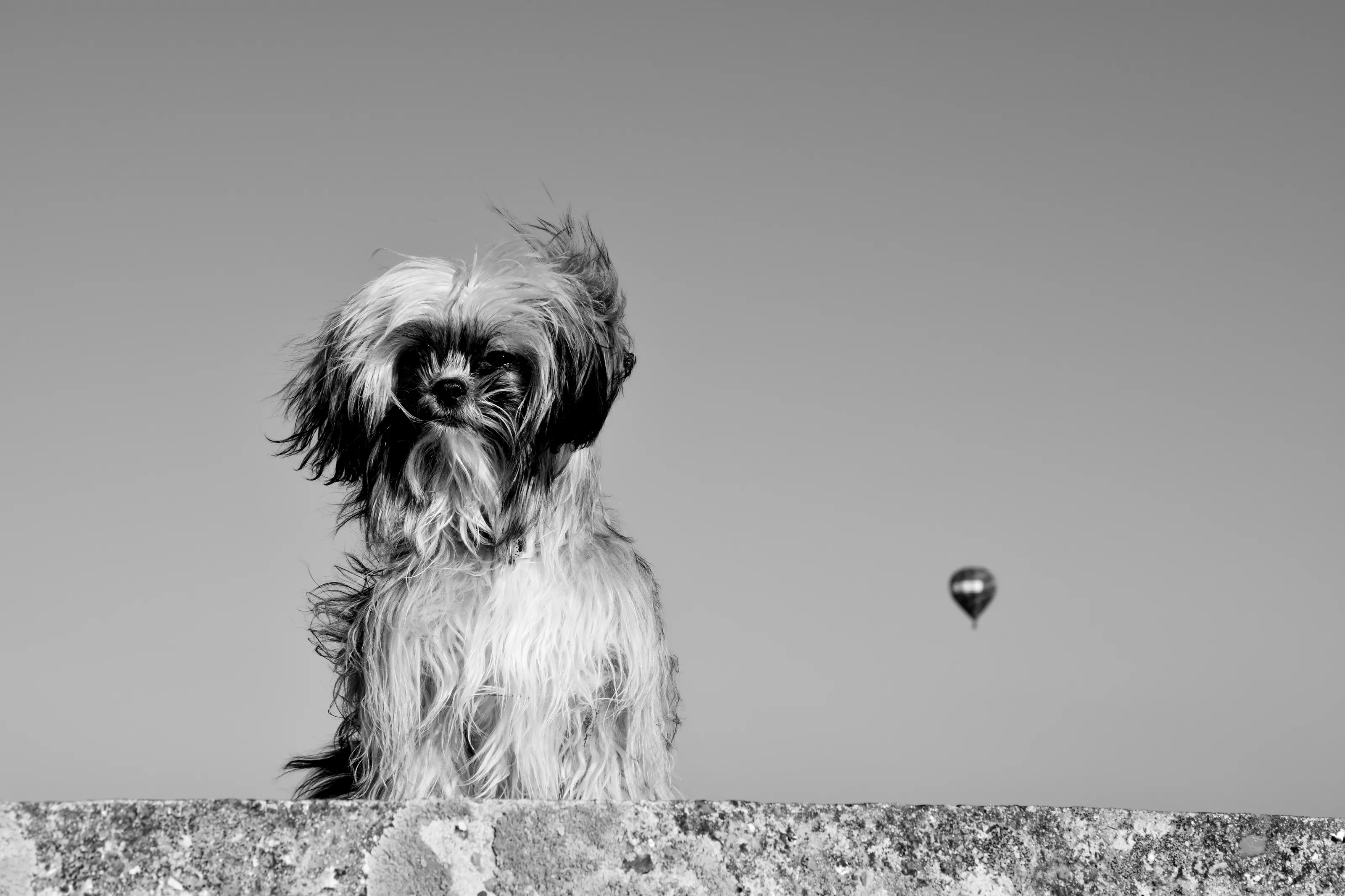 Small Dogs