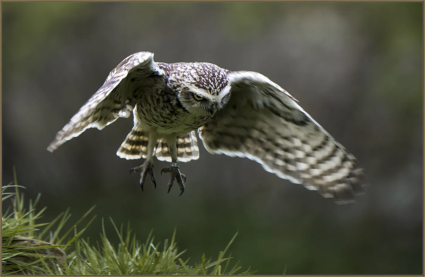 Owls in Flight