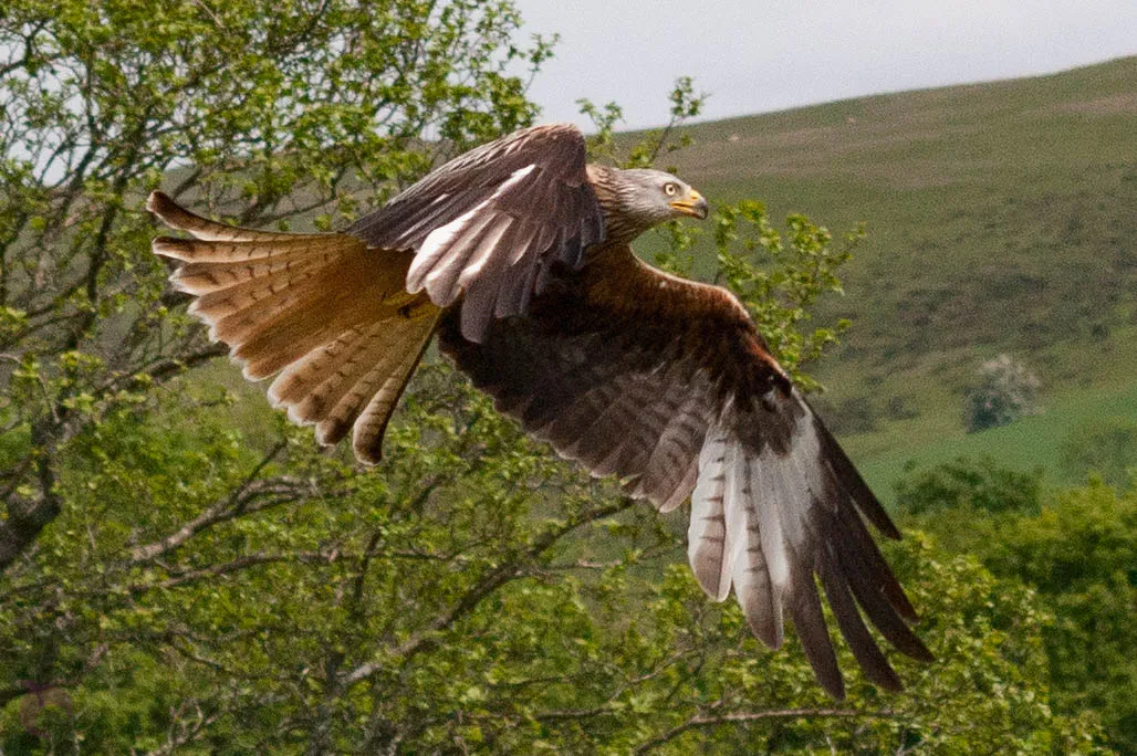 Birds in flight