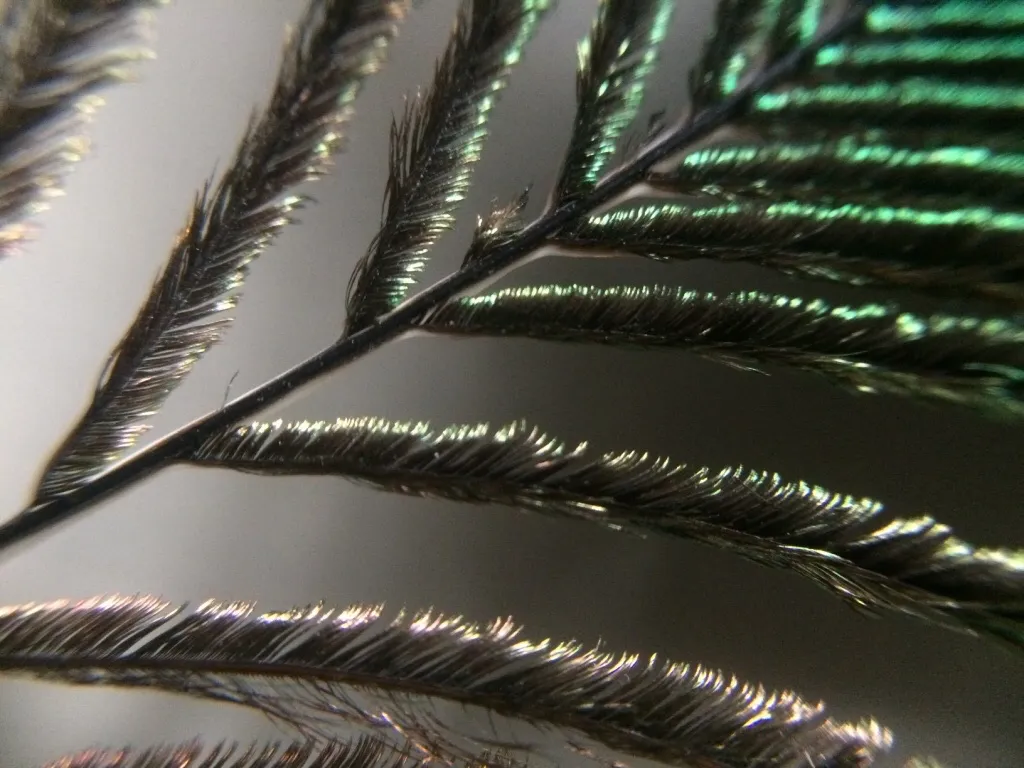 Feathers