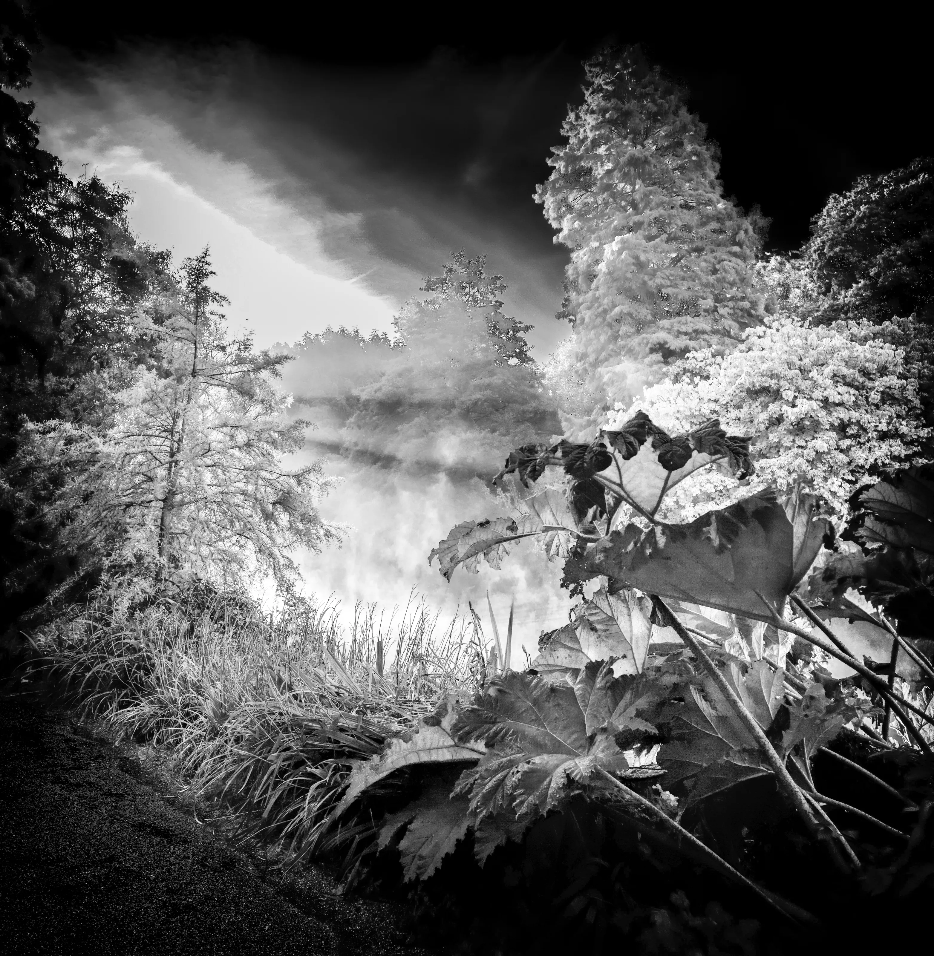 Gardens In Black & White