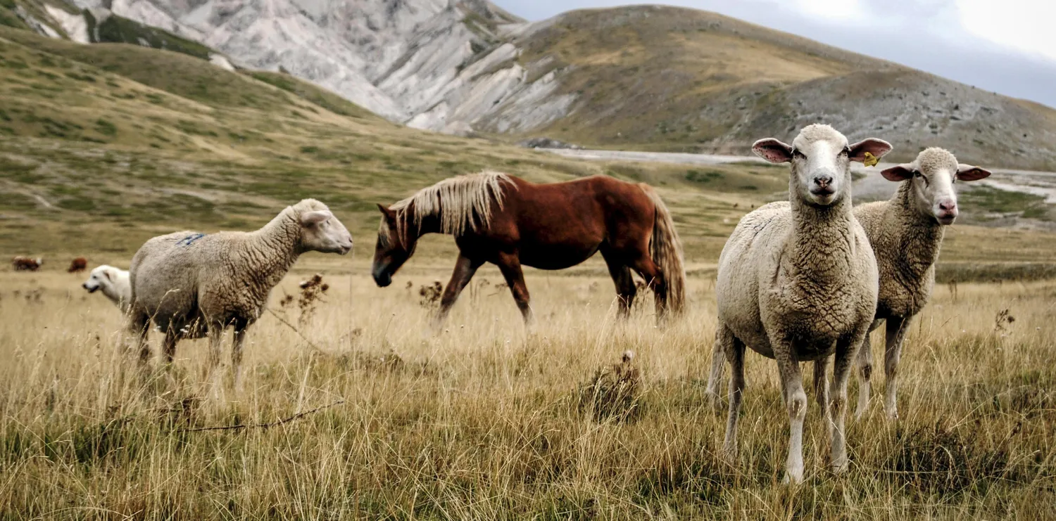 Farm animals