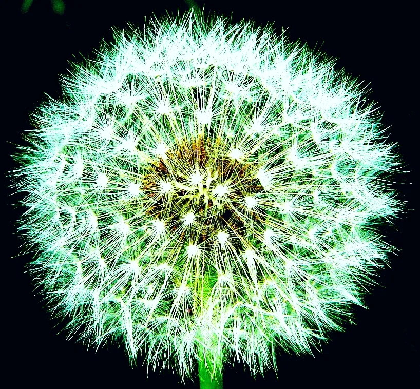 Dandelions