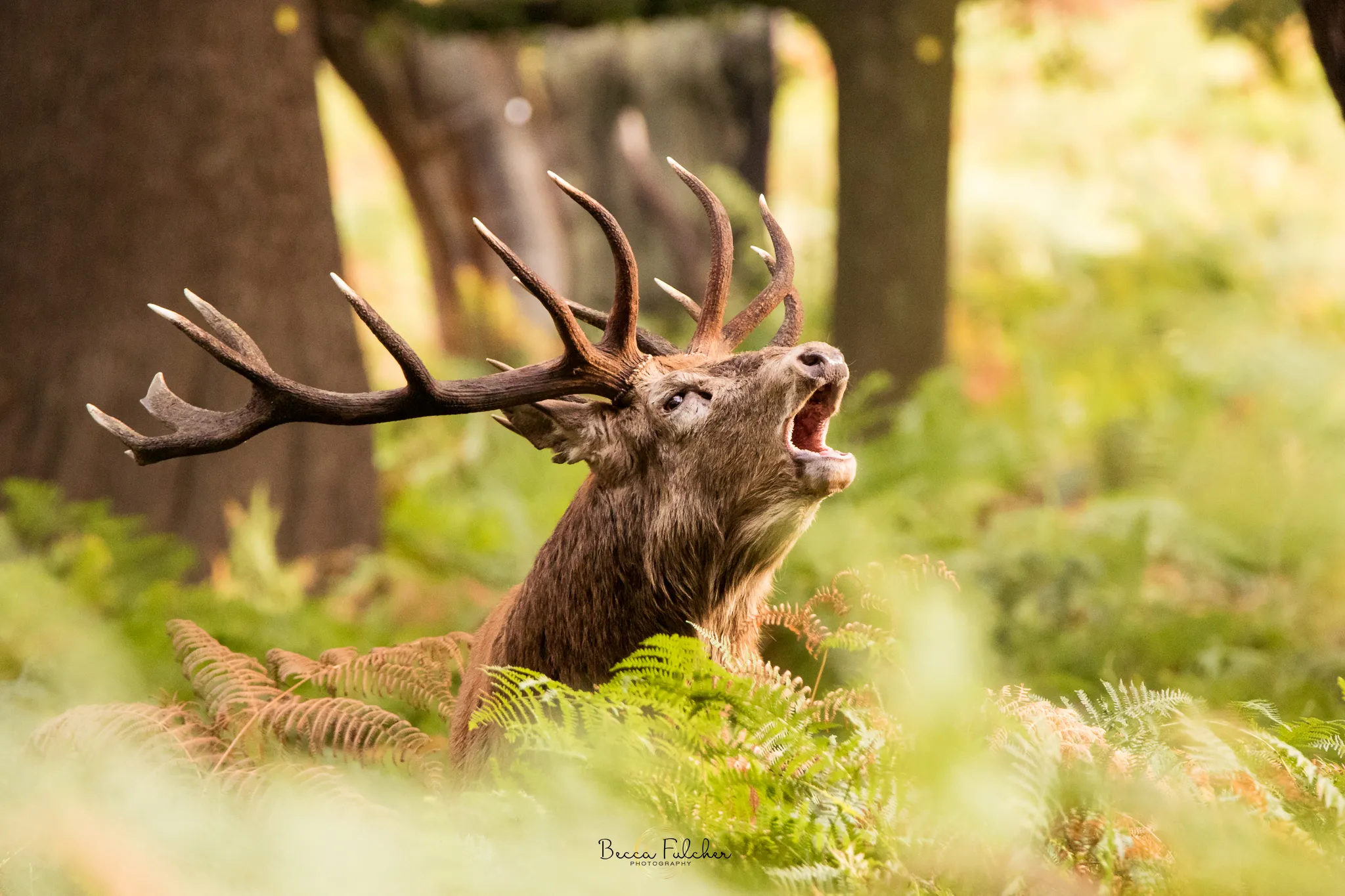 Deer roaming free