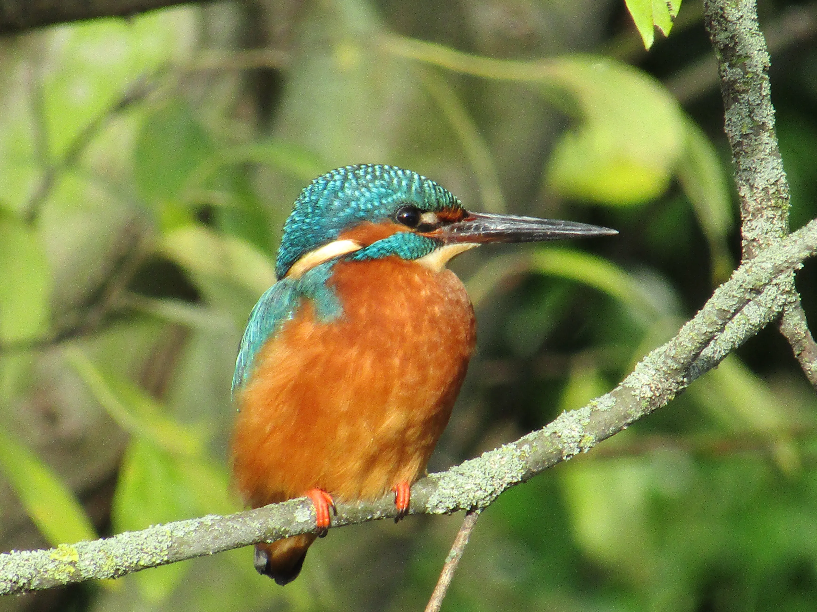The common kingfisher