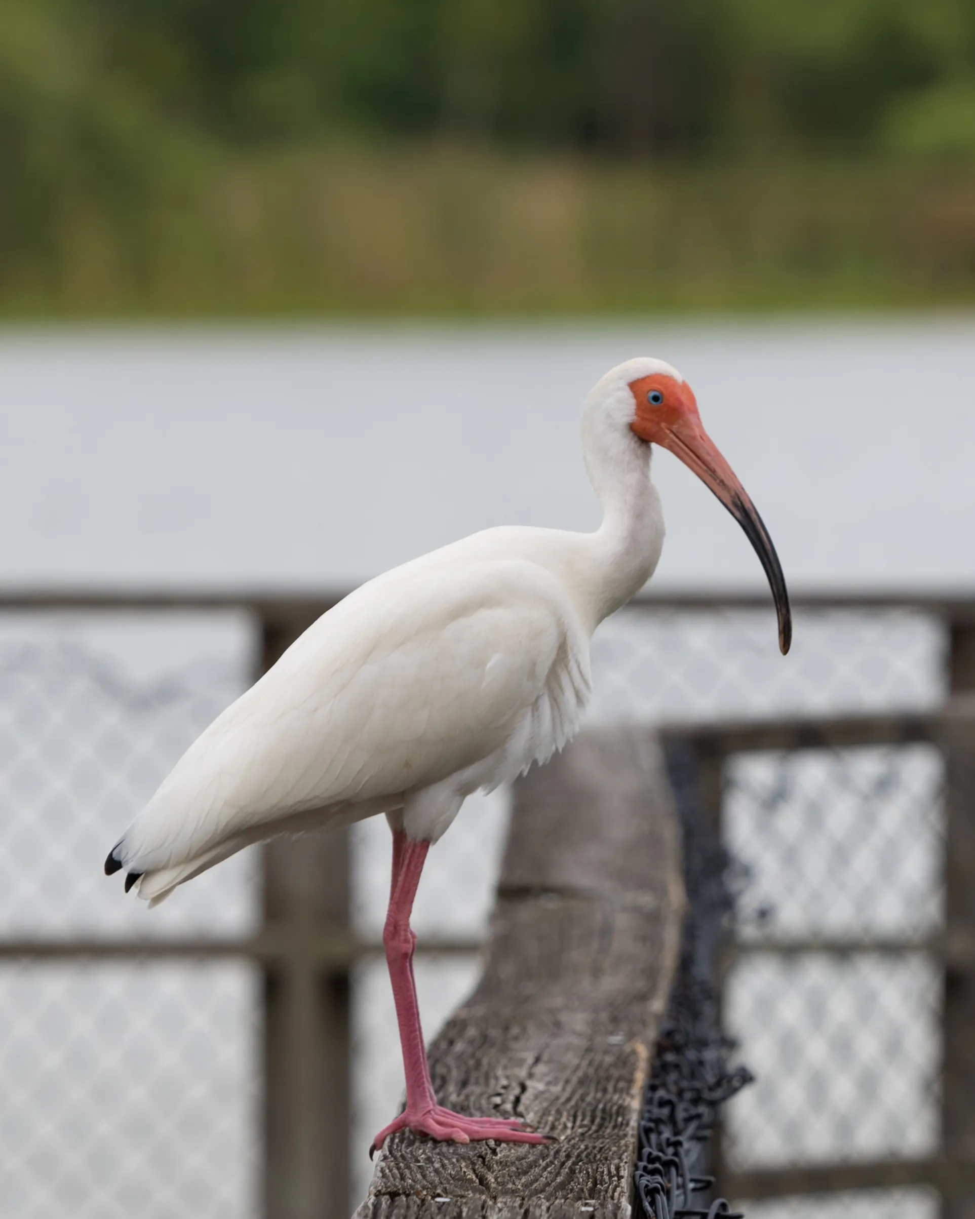 Birds by Water