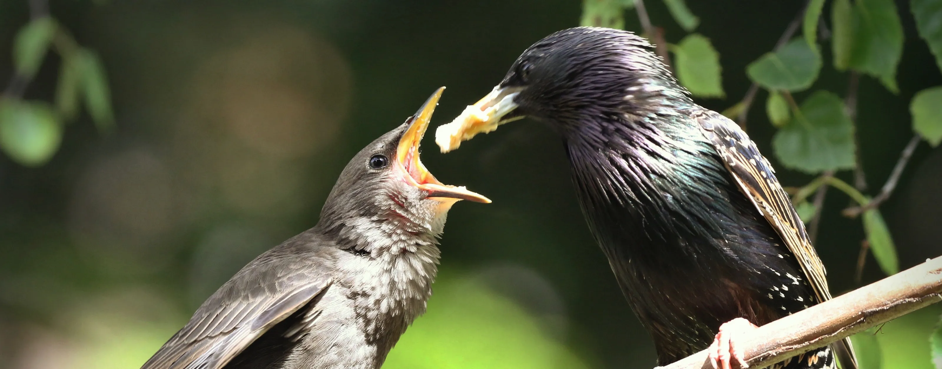 Fledglings