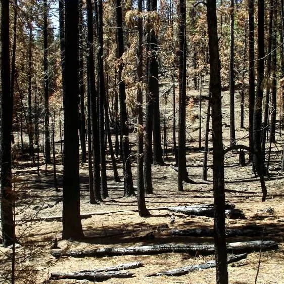 Wildfires - during or after