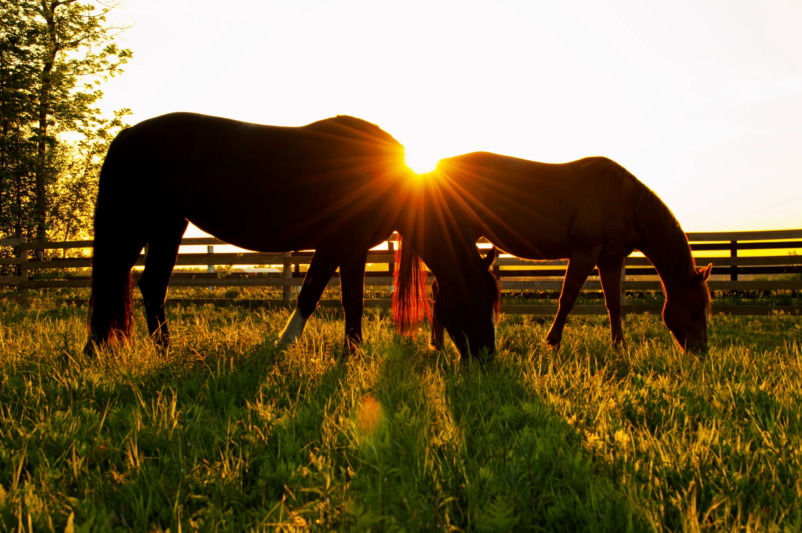 Equine Power, Grace, and Beauty