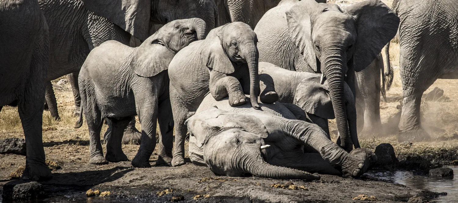Elephants