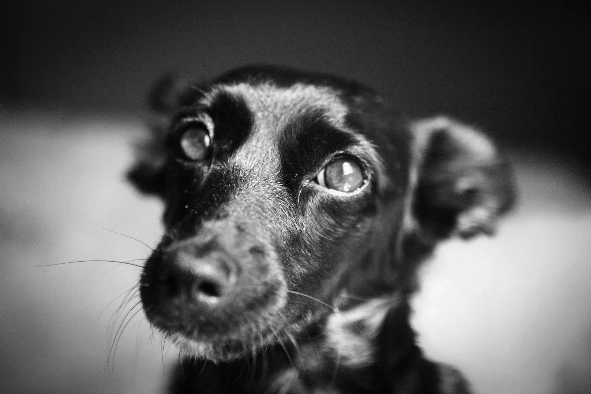 I love my dog