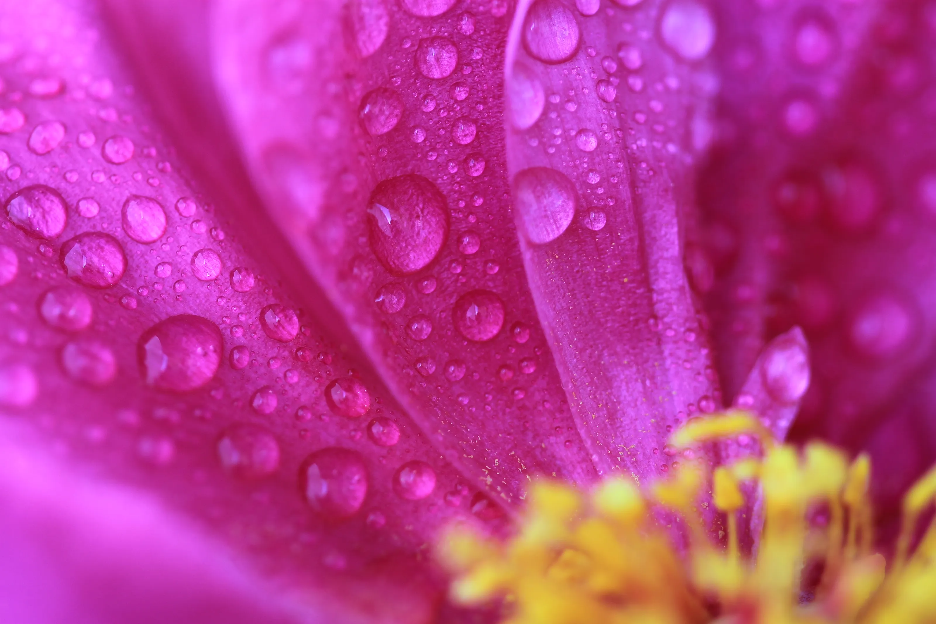 Water drops