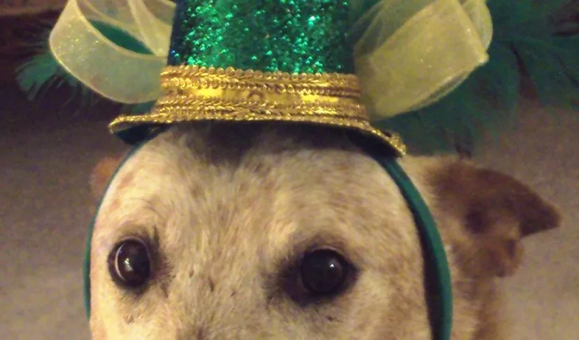 Party Pups