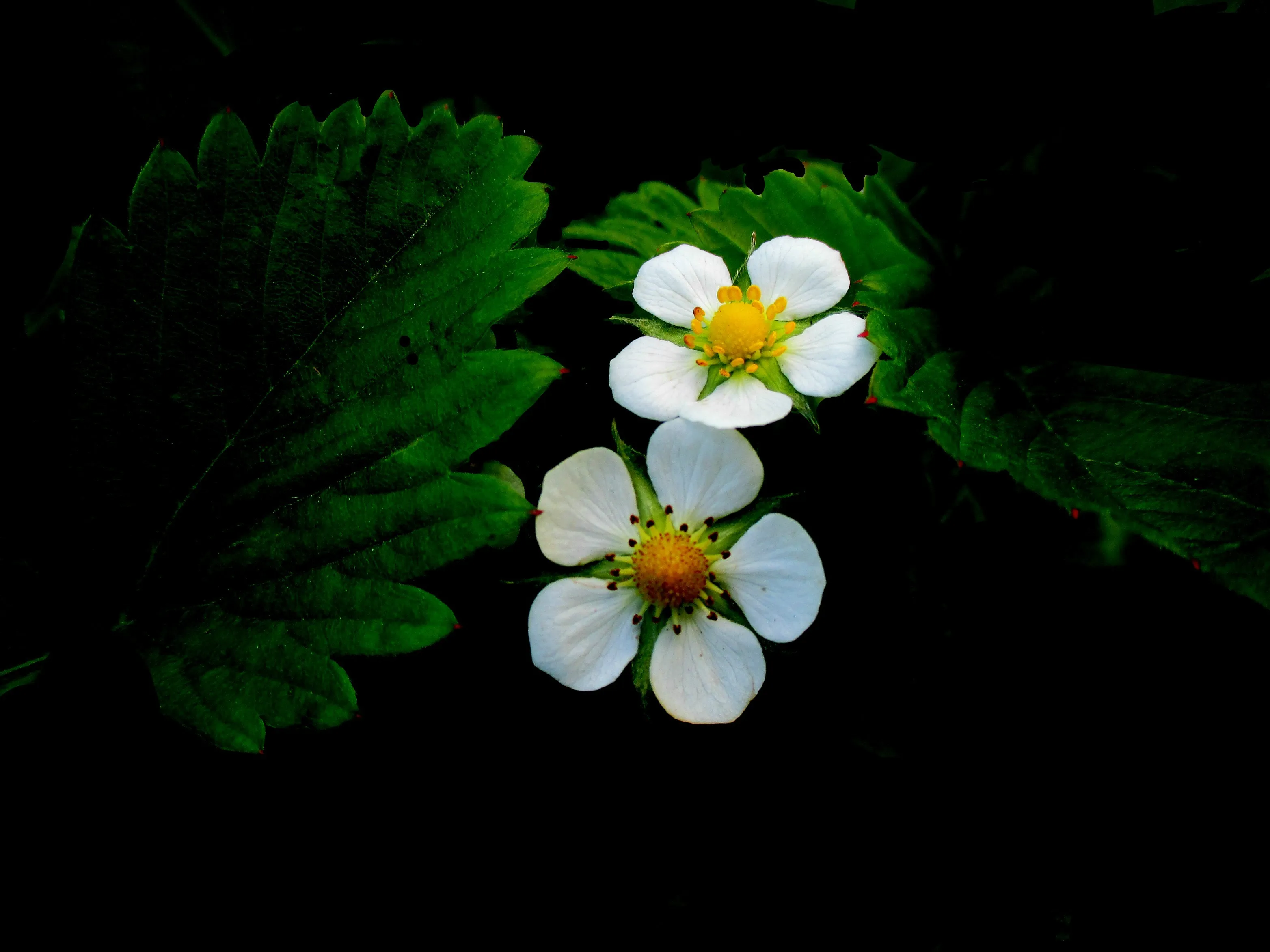 Flowers with black background