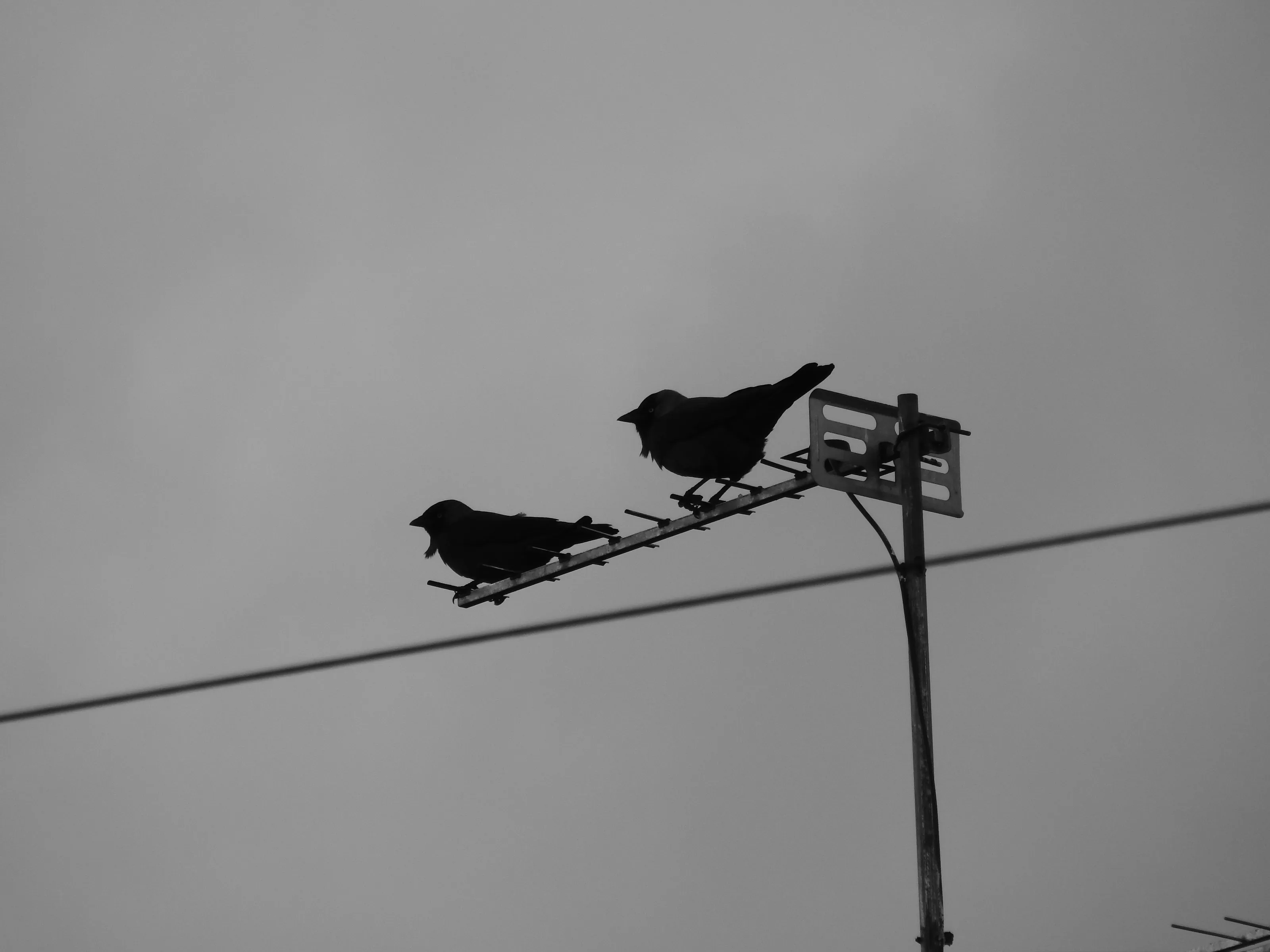 Bird silhouettes