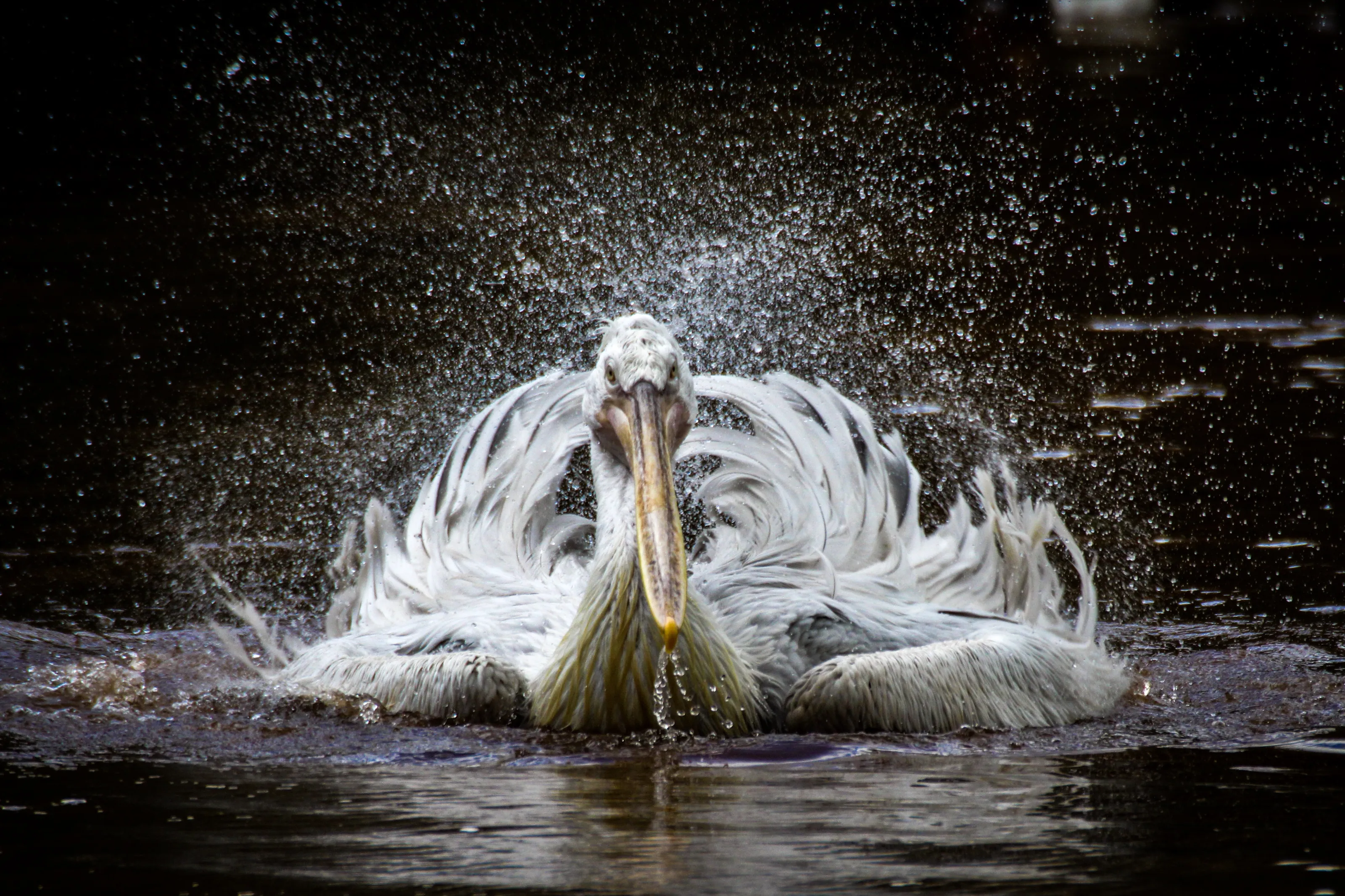 Birds in Action.