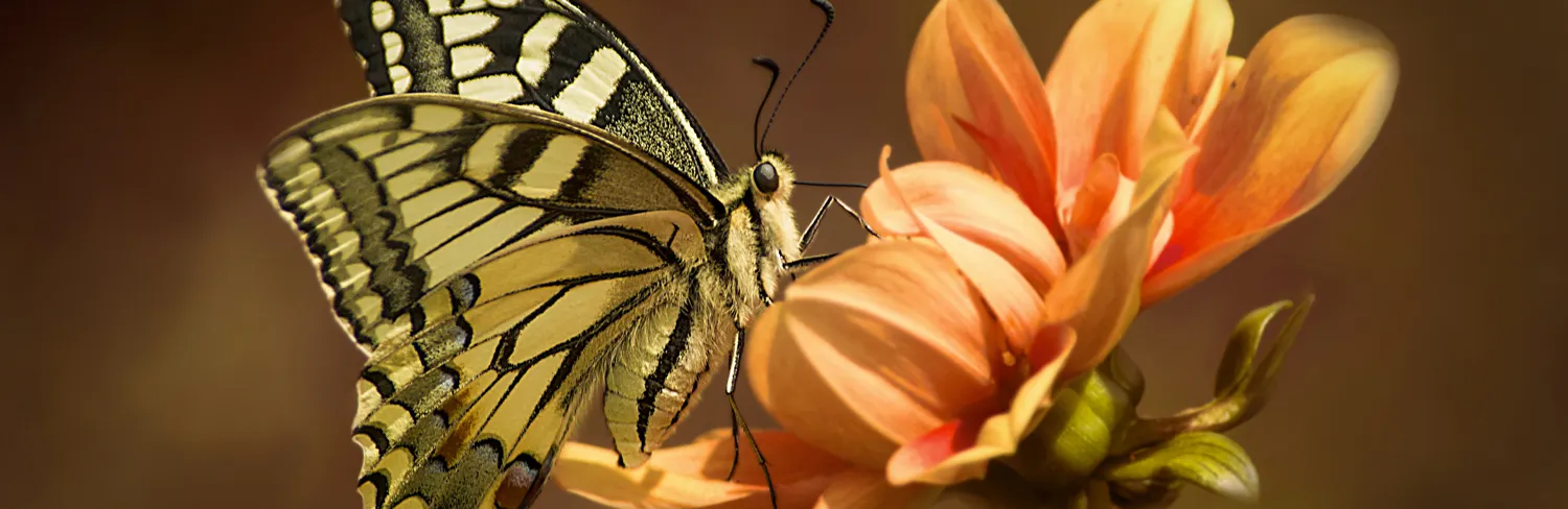 Close up wonders