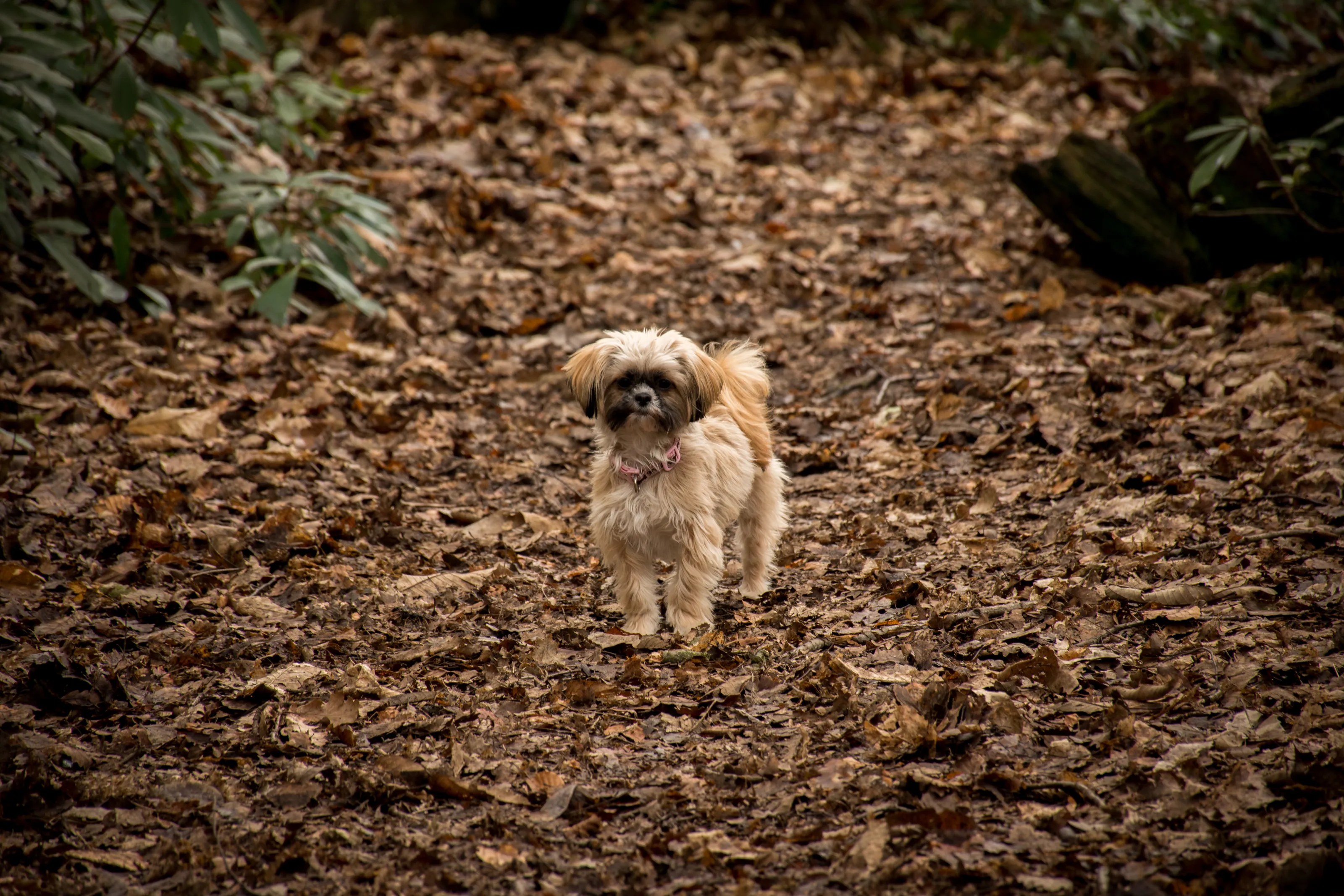 Small dogs