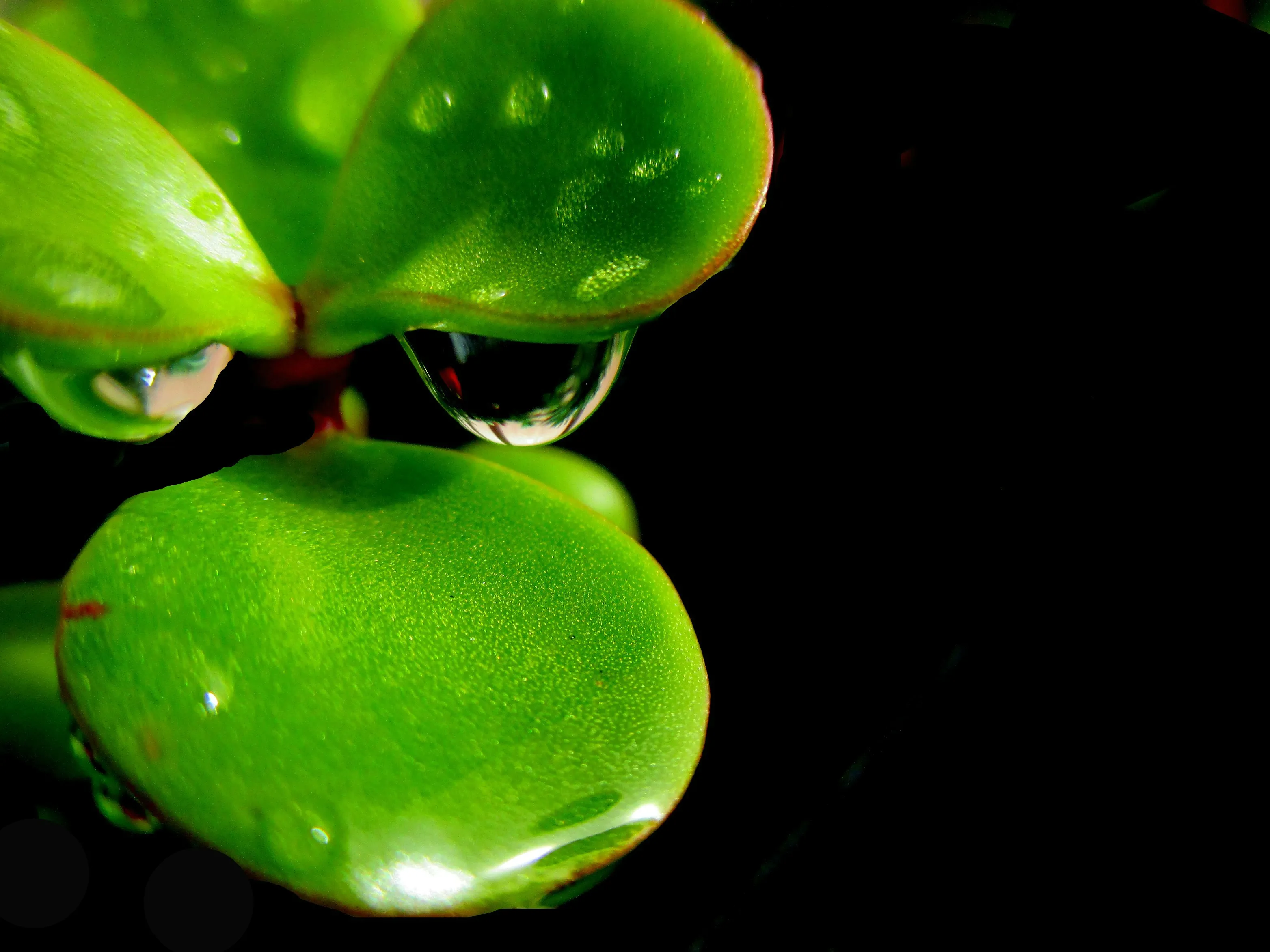 Water Drops