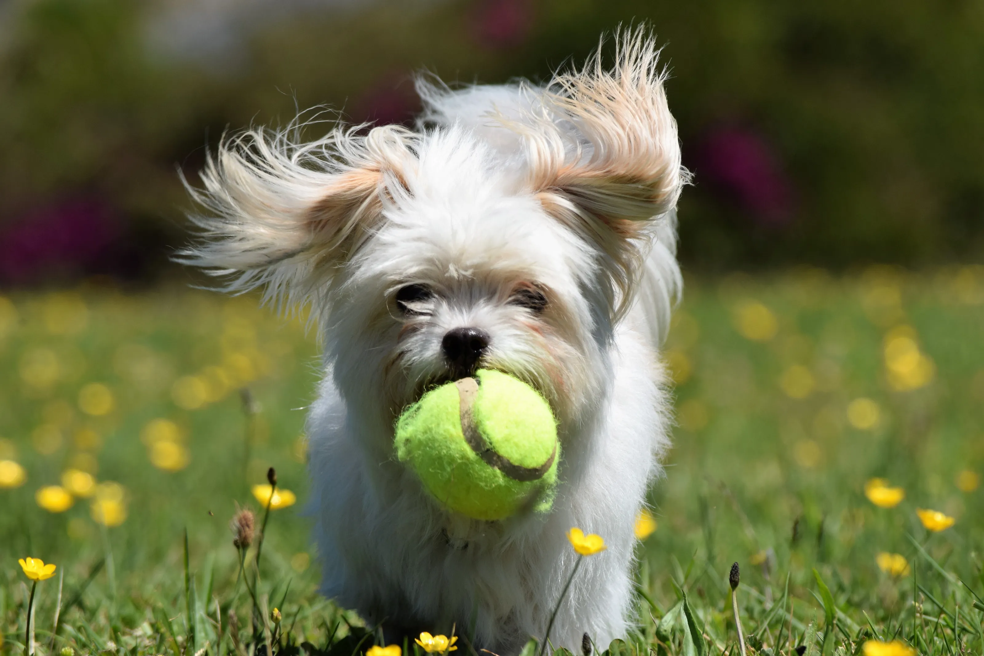 Pets Playing