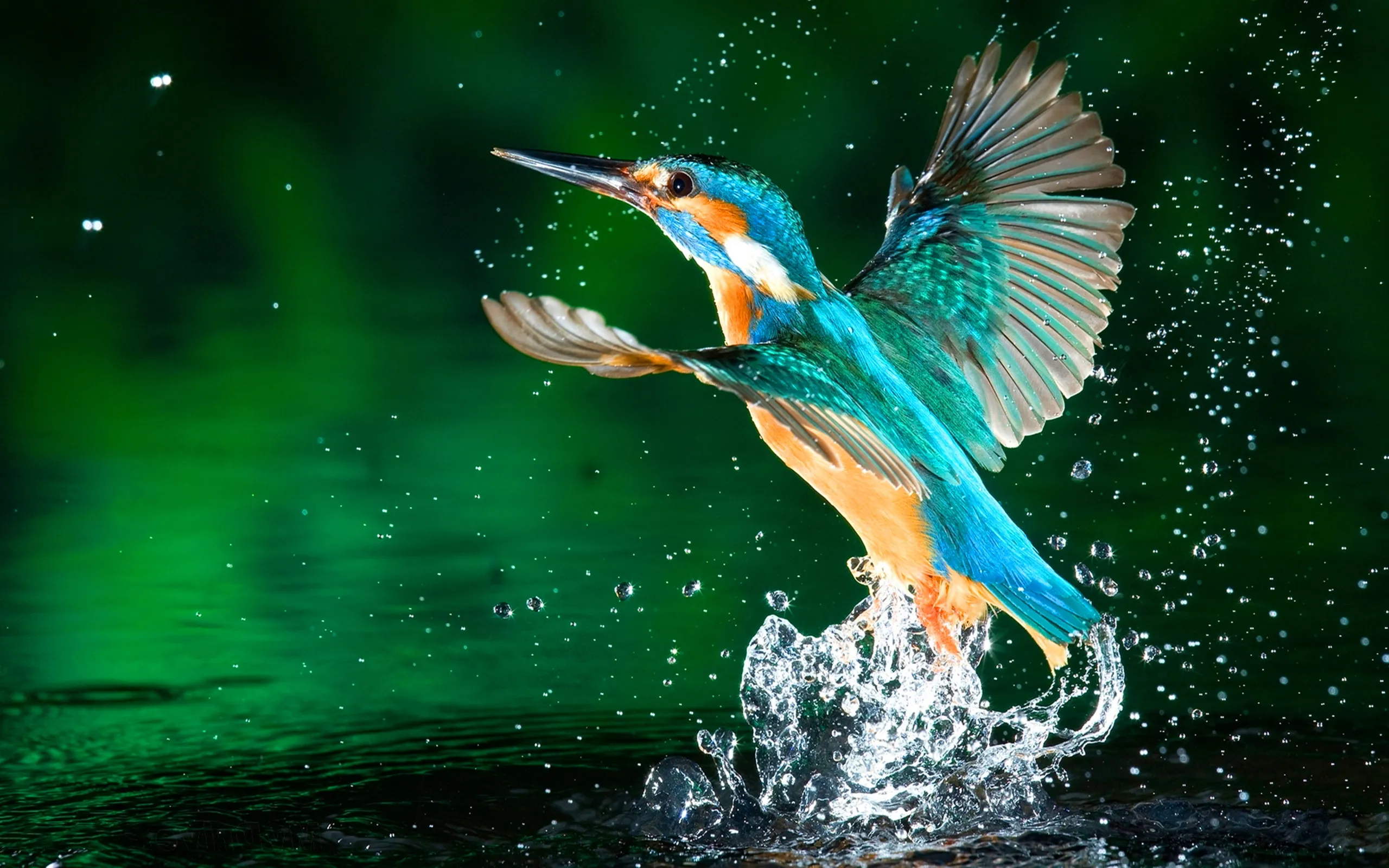 Wildlife in action
