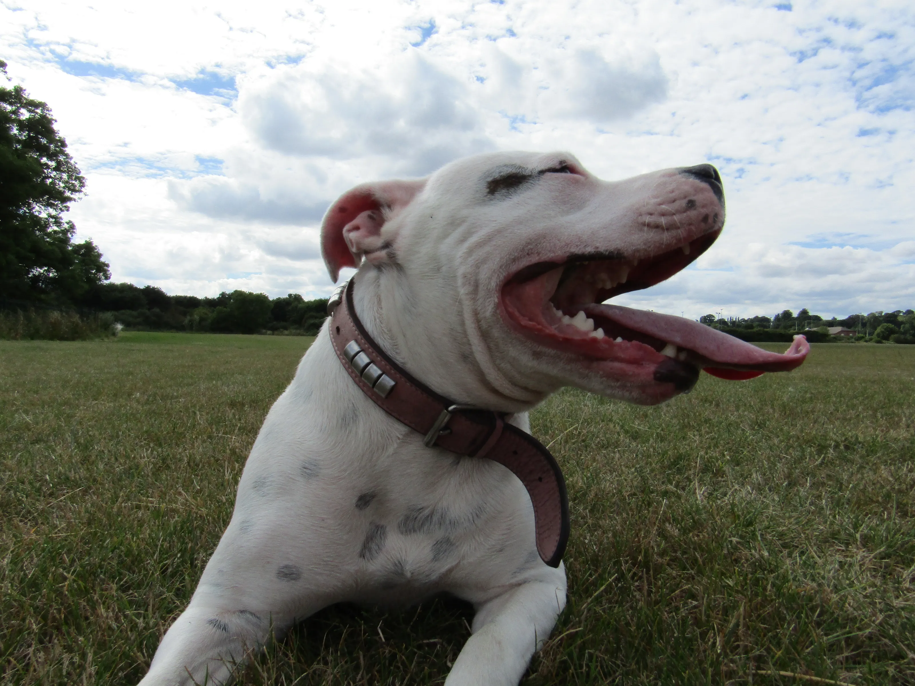 Staffordshire bull terrier (dog)